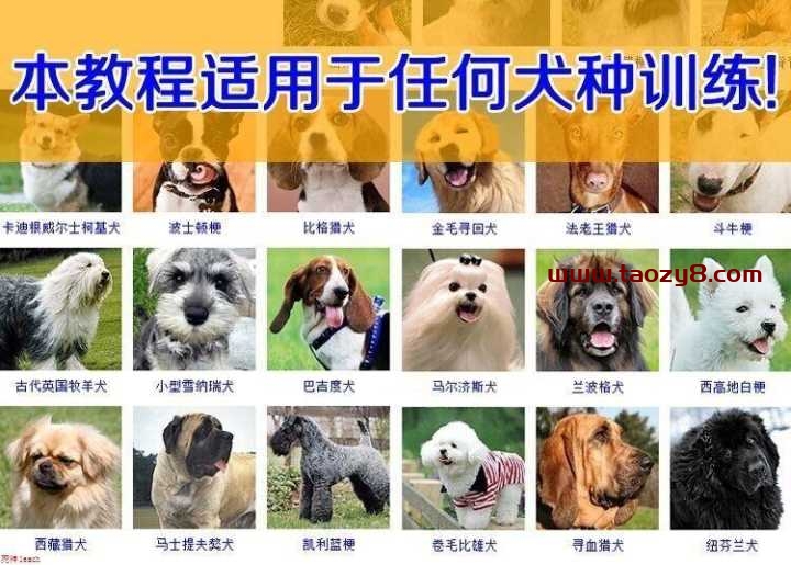 2020训练狗乖乖听人话教程